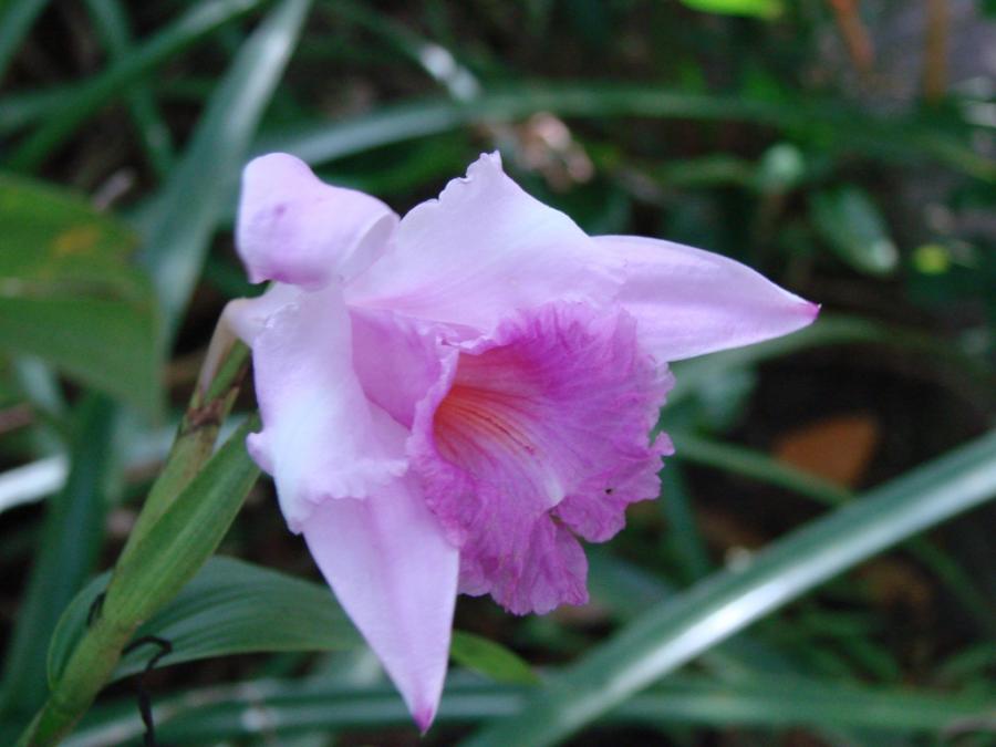 orquídea sobrália